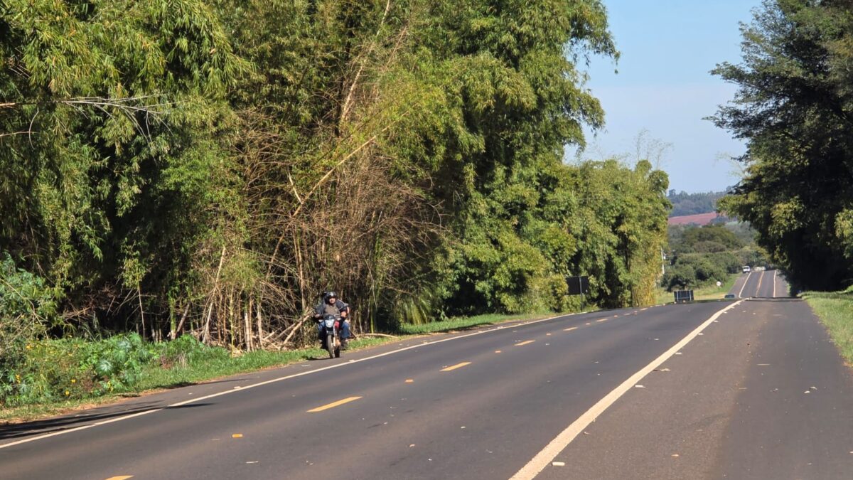 Paraguaçu Paulista tem ‘ouro verde’ às margens da estrada